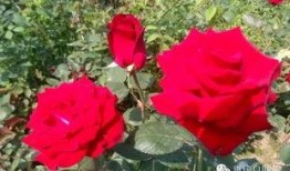 重庆玫瑰花爆料事件视频